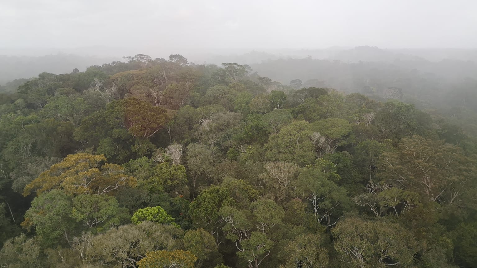 Rainforest canopy under morning mist in the Guiana Shield, Suriname
